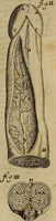 Picture 57 of 147 from Thomae Bartholini Archiatri Danici, Anatome quartum renovata : non tantum ex Institutionibus b.m. parentis, Caspari Bartholini, sed etiam ex omnium cùm veterum, tum recentiorum observationibus, ad circulationem Harveianam, & vasa lymphatica directis : cum iconibus novis et indicibus (1684), leaf 286