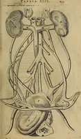 Picture 59 of 147 from Thomae Bartholini Archiatri Danici, Anatome quartum renovata : non tantum ex Institutionibus b.m. parentis, Caspari Bartholini, sed etiam ex omnium cùm veterum, tum recentiorum observationibus, ad circulationem Harveianam, & vasa lymphatica directis : cum iconibus novis et indicibus (1684), leaf 298