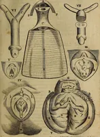 Picture 63 of 147 from Thomae Bartholini Archiatri Danici, Anatome quartum renovata : non tantum ex Institutionibus b.m. parentis, Caspari Bartholini, sed etiam ex omnium cùm veterum, tum recentiorum observationibus, ad circulationem Harveianam, & vasa lymphatica directis : cum iconibus novis et indicibus (1684), leaf 332