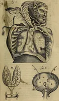 Picture 71 of 147 from Thomae Bartholini Archiatri Danici, Anatome quartum renovata : non tantum ex Institutionibus b.m. parentis, Caspari Bartholini, sed etiam ex omnium cùm veterum, tum recentiorum observationibus, ad circulationem Harveianam, & vasa lymphatica directis : cum iconibus novis et indicibus (1684), leaf 394