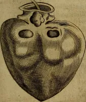 Picture 74 of 147 from Thomae Bartholini Archiatri Danici, Anatome quartum renovata : non tantum ex Institutionibus b.m. parentis, Caspari Bartholini, sed etiam ex omnium cùm veterum, tum recentiorum observationibus, ad circulationem Harveianam, & vasa lymphatica directis : cum iconibus novis et indicibus (1684), leaf 408
