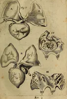 An illustration from Thomae Bartholini Archiatri Danici, Anatome quartum renovata : non tantum ex Institutionibus b.m. parentis, Caspari Bartholini, sed etiam ex omnium cùm veterum, tum recentiorum observationibus, ad circulationem Harveianam, & vasa lymphatica directis : cum iconibus novis et indicibus (1684)