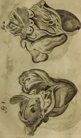 An illustration from Thomae Bartholini Archiatri Danici, Anatome quartum renovata : non tantum ex Institutionibus b.m. parentis, Caspari Bartholini, sed etiam ex omnium cùm veterum, tum recentiorum observationibus, ad circulationem Harveianam, & vasa lymphatica directis : cum iconibus novis et indicibus (1684)