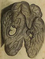 Picture 95 of 147 from Thomae Bartholini Archiatri Danici, Anatome quartum renovata : non tantum ex Institutionibus b.m. parentis, Caspari Bartholini, sed etiam ex omnium cùm veterum, tum recentiorum observationibus, ad circulationem Harveianam, & vasa lymphatica directis : cum iconibus novis et indicibus (1684), leaf 516