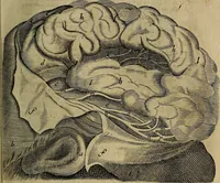 An illustration from Thomae Bartholini Archiatri Danici, Anatome quartum renovata : non tantum ex Institutionibus b.m. parentis, Caspari Bartholini, sed etiam ex omnium cùm veterum, tum recentiorum observationibus, ad circulationem Harveianam, & vasa lymphatica directis : cum iconibus novis et indicibus (1684)