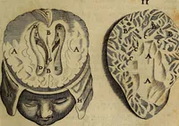 An illustration from Thomae Bartholini Archiatri Danici, Anatome quartum renovata : non tantum ex Institutionibus b.m. parentis, Caspari Bartholini, sed etiam ex omnium cùm veterum, tum recentiorum observationibus, ad circulationem Harveianam, & vasa lymphatica directis : cum iconibus novis et indicibus (1684)