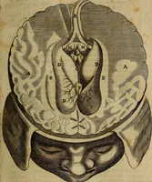 An illustration from Thomae Bartholini Archiatri Danici, Anatome quartum renovata : non tantum ex Institutionibus b.m. parentis, Caspari Bartholini, sed etiam ex omnium cùm veterum, tum recentiorum observationibus, ad circulationem Harveianam, & vasa lymphatica directis : cum iconibus novis et indicibus (1684)