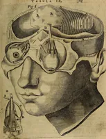An illustration from Thomae Bartholini Archiatri Danici, Anatome quartum renovata : non tantum ex Institutionibus b.m. parentis, Caspari Bartholini, sed etiam ex omnium cùm veterum, tum recentiorum observationibus, ad circulationem Harveianam, & vasa lymphatica directis : cum iconibus novis et indicibus (1684)