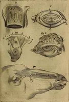 Picture 103 of 147 from Thomae Bartholini Archiatri Danici, Anatome quartum renovata : non tantum ex Institutionibus b.m. parentis, Caspari Bartholini, sed etiam ex omnium cùm veterum, tum recentiorum observationibus, ad circulationem Harveianam, & vasa lymphatica directis : cum iconibus novis et indicibus (1684), leaf 558