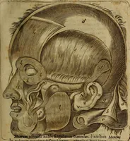 An illustration from Thomae Bartholini Archiatri Danici, Anatome quartum renovata : non tantum ex Institutionibus b.m. parentis, Caspari Bartholini, sed etiam ex omnium cùm veterum, tum recentiorum observationibus, ad circulationem Harveianam, & vasa lymphatica directis : cum iconibus novis et indicibus (1684)