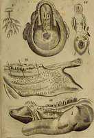 An illustration from Thomae Bartholini Archiatri Danici, Anatome quartum renovata : non tantum ex Institutionibus b.m. parentis, Caspari Bartholini, sed etiam ex omnium cùm veterum, tum recentiorum observationibus, ad circulationem Harveianam, & vasa lymphatica directis : cum iconibus novis et indicibus (1684)