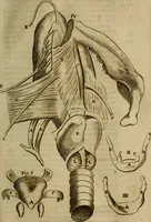An illustration from Thomae Bartholini Archiatri Danici, Anatome quartum renovata : non tantum ex Institutionibus b.m. parentis, Caspari Bartholini, sed etiam ex omnium cùm veterum, tum recentiorum observationibus, ad circulationem Harveianam, & vasa lymphatica directis : cum iconibus novis et indicibus (1684)
