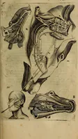Picture 108 of 147 from Thomae Bartholini Archiatri Danici, Anatome quartum renovata : non tantum ex Institutionibus b.m. parentis, Caspari Bartholini, sed etiam ex omnium cùm veterum, tum recentiorum observationibus, ad circulationem Harveianam, & vasa lymphatica directis : cum iconibus novis et indicibus (1684), leaf 592