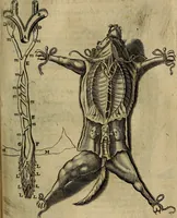 An illustration from Thomae Bartholini Archiatri Danici, Anatome quartum renovata : non tantum ex Institutionibus b.m. parentis, Caspari Bartholini, sed etiam ex omnium cùm veterum, tum recentiorum observationibus, ad circulationem Harveianam, & vasa lymphatica directis : cum iconibus novis et indicibus (1684)