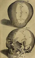 An illustration from Thomae Bartholini Archiatri Danici, Anatome quartum renovata : non tantum ex Institutionibus b.m. parentis, Caspari Bartholini, sed etiam ex omnium cùm veterum, tum recentiorum observationibus, ad circulationem Harveianam, & vasa lymphatica directis : cum iconibus novis et indicibus (1684)
