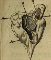 An illustration from Thomae Bartholini Archiatri Danici, Anatome quartum renovata : non tantum ex Institutionibus b.m. parentis, Caspari Bartholini, sed etiam ex omnium cùm veterum, tum recentiorum observationibus, ad circulationem Harveianam, & vasa lymphatica directis : cum iconibus novis et indicibus (1684)