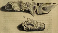 Picture 138 of 147 from Thomae Bartholini Archiatri Danici, Anatome quartum renovata : non tantum ex Institutionibus b.m. parentis, Caspari Bartholini, sed etiam ex omnium cùm veterum, tum recentiorum observationibus, ad circulationem Harveianam, & vasa lymphatica directis : cum iconibus novis et indicibus (1684), leaf 778