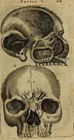 An illustration from Thomae Bartholini Archiatri Danici, Anatome quartum renovata : non tantum ex Institutionibus b.m. parentis, Caspari Bartholini, sed etiam ex omnium cùm veterum, tum recentiorum observationibus, ad circulationem Harveianam, & vasa lymphatica directis : cum iconibus novis et indicibus (1684)