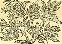 Picture 4 of 74 from Thomae Willis ... Opera omnia, nitidius quàm vnquam hactenus edita, plurimùm emendata, indice rerum copiosissimo, ac distinctione characterum exornata (1694), leaf 10