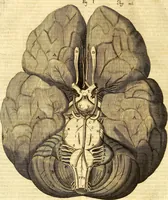 An illustration from Thomae Willis ... Opera omnia, nitidius quàm vnquam hactenus edita, plurimùm emendata, indice rerum copiosissimo, ac distinctione characterum exornata (1694)
