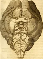 An illustration from Thomae Willis ... Opera omnia, nitidius quàm vnquam hactenus edita, plurimùm emendata, indice rerum copiosissimo, ac distinctione characterum exornata (1694)