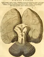 An illustration from Thomae Willis ... Opera omnia, nitidius quàm vnquam hactenus edita, plurimùm emendata, indice rerum copiosissimo, ac distinctione characterum exornata (1694)