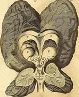 An illustration from Thomae Willis ... Opera omnia, nitidius quàm vnquam hactenus edita, plurimùm emendata, indice rerum copiosissimo, ac distinctione characterum exornata (1694)