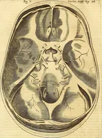 Picture 25 of 74 from Thomae Willis ... Opera omnia, nitidius quàm vnquam hactenus edita, plurimùm emendata, indice rerum copiosissimo, ac distinctione characterum exornata (1694), leaf 135