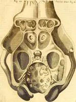 Picture 26 of 74 from Thomae Willis ... Opera omnia, nitidius quàm vnquam hactenus edita, plurimùm emendata, indice rerum copiosissimo, ac distinctione characterum exornata (1694), leaf 136