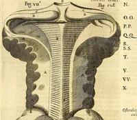 An illustration from Thomae Willis ... Opera omnia, nitidius quàm vnquam hactenus edita, plurimùm emendata, indice rerum copiosissimo, ac distinctione characterum exornata (1694)