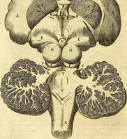 Picture 29 of 74 from Thomae Willis ... Opera omnia, nitidius quàm vnquam hactenus edita, plurimùm emendata, indice rerum copiosissimo, ac distinctione characterum exornata (1694), leaf 147