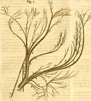 Picture 31 of 74 from Thomae Willis ... Opera omnia, nitidius quàm vnquam hactenus edita, plurimùm emendata, indice rerum copiosissimo, ac distinctione characterum exornata (1694), leaf 172
