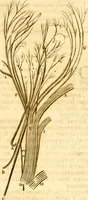An illustration from Thomae Willis ... Opera omnia, nitidius quàm vnquam hactenus edita, plurimùm emendata, indice rerum copiosissimo, ac distinctione characterum exornata (1694)