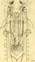 An illustration from Thomae Willis ... Opera omnia, nitidius quàm vnquam hactenus edita, plurimùm emendata, indice rerum copiosissimo, ac distinctione characterum exornata (1694)