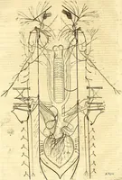 An illustration from Thomae Willis ... Opera omnia, nitidius quàm vnquam hactenus edita, plurimùm emendata, indice rerum copiosissimo, ac distinctione characterum exornata (1694)