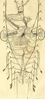 An illustration from Thomae Willis ... Opera omnia, nitidius quàm vnquam hactenus edita, plurimùm emendata, indice rerum copiosissimo, ac distinctione characterum exornata (1694)
