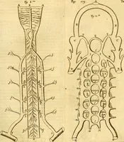 Picture 40 of 74 from Thomae Willis ... Opera omnia, nitidius quàm vnquam hactenus edita, plurimùm emendata, indice rerum copiosissimo, ac distinctione characterum exornata (1694), leaf 198
