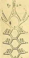Picture 41 of 74 from Thomae Willis ... Opera omnia, nitidius quàm vnquam hactenus edita, plurimùm emendata, indice rerum copiosissimo, ac distinctione characterum exornata (1694), leaf 199