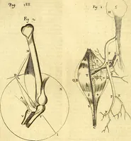 An illustration from Thomae Willis ... Opera omnia, nitidius quàm vnquam hactenus edita, plurimùm emendata, indice rerum copiosissimo, ac distinctione characterum exornata (1694)