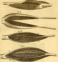 An illustration from Thomae Willis ... Opera omnia, nitidius quàm vnquam hactenus edita, plurimùm emendata, indice rerum copiosissimo, ac distinctione characterum exornata (1694)
