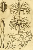 An illustration from Thomae Willis ... Opera omnia, nitidius quàm vnquam hactenus edita, plurimùm emendata, indice rerum copiosissimo, ac distinctione characterum exornata (1694)