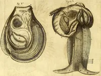 An illustration from Thomae Willis ... Opera omnia, nitidius quàm vnquam hactenus edita, plurimùm emendata, indice rerum copiosissimo, ac distinctione characterum exornata (1694)