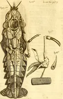 An illustration from Thomae Willis ... Opera omnia, nitidius quàm vnquam hactenus edita, plurimùm emendata, indice rerum copiosissimo, ac distinctione characterum exornata (1694)