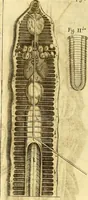 Picture 54 of 74 from Thomae Willis ... Opera omnia, nitidius quàm vnquam hactenus edita, plurimùm emendata, indice rerum copiosissimo, ac distinctione characterum exornata (1694), leaf 329