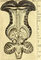 Picture 55 of 74 from Thomae Willis ... Opera omnia, nitidius quàm vnquam hactenus edita, plurimùm emendata, indice rerum copiosissimo, ac distinctione characterum exornata (1694), leaf 333