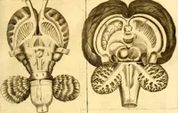 An illustration from Thomae Willis ... Opera omnia, nitidius quàm vnquam hactenus edita, plurimùm emendata, indice rerum copiosissimo, ac distinctione characterum exornata (1694)