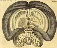An illustration from Thomae Willis ... Opera omnia, nitidius quàm vnquam hactenus edita, plurimùm emendata, indice rerum copiosissimo, ac distinctione characterum exornata (1694)