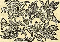 Picture 14 of 74 from Thomae Willis ... Opera omnia, nitidius quàm vnquam hactenus edita, plurimùm emendata, indice rerum copiosissimo, ac distinctione characterum exornata (1694), leaf 45