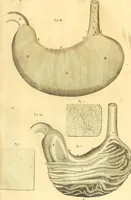 An illustration from Thomae Willis ... Opera omnia, nitidius quàm vnquam hactenus edita, plurimùm emendata, indice rerum copiosissimo, ac distinctione characterum exornata (1694)