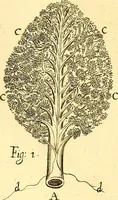 Picture 67 of 74 from Thomae Willis ... Opera omnia, nitidius quàm vnquam hactenus edita, plurimùm emendata, indice rerum copiosissimo, ac distinctione characterum exornata (1694), leaf 530